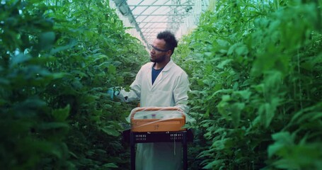 Cinematic shot of young brazilian agronomist or botany scientist in white coat is inspecting biological tomatoes plantation in modern ecologic greenhouse with hydroponic system.