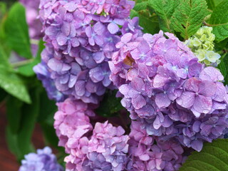 紫色のアジサイの開花
