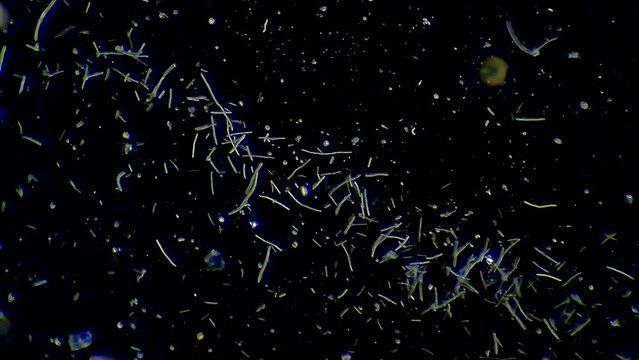 Colony of bacteria, microscope magnification