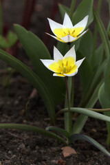 Wild yellow-white tulip flowers closeup