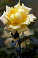Beautiful yellow rose bud closeup