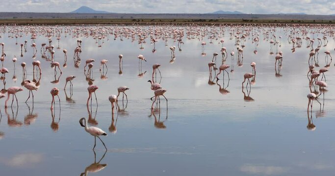 Lesser Flamingo foraging in Amboseli Lakes