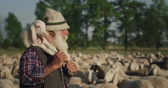 Cinematic shot of happy senior shepherd is carrying lamb is walking smiling while gathering and leading flock of grazing sheep and hoofed goats on countryside farm pasture meadow in sunny day.