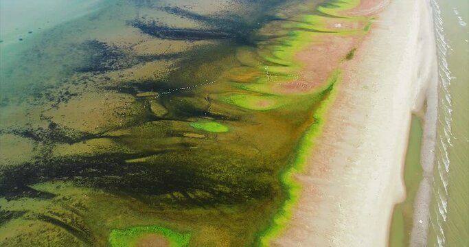 4k aerial video with pelicans birds in flight over a beautiful place from Danube Delta, Romania. Wildlife filming.
