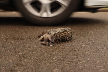 Dead hedgehog.
Hedgehog was hit by a car on the street, highway.
Carcass of hedgehog in the city,...