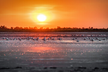 Naklejka premium birds on the dry salty lake on sunset