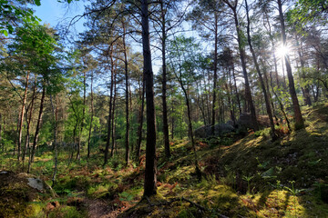 Gorges of Franchard in Fontainebleau forest