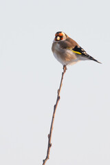 European goldfinch is colorful multicolored bird