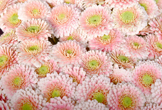 Jasnor&oacute;żowe kwiaty - gerbery