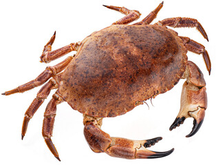 Red crab isolated on white background, full depth of field