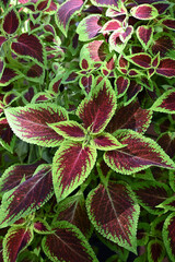 Coleus (lat. Coleus) − a shrubby decorative deciduous plant with colorful bright leaves decorates the house.