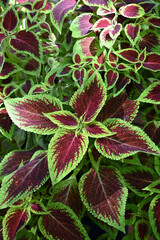 Coleus (lat. Coleus) − a shrubby decorative deciduous plant with colorful bright leaves decorates...