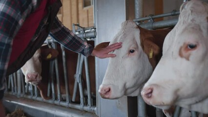 Middle-aged man in checkered shirt stroking cows on the farm. Agriculture and animal farm concept. Dairy, countryside, professional, male, technician, checkered shirt, stroking, 50s, animal rights