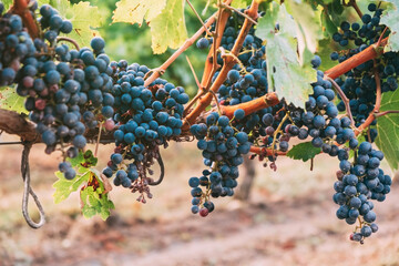 Grapevine with clusters of ripe blue grapes. Growing wine grapes.