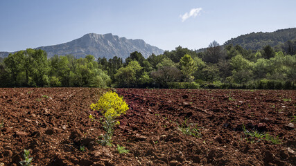 montagne sainte victoire