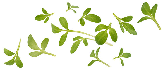 Microgreen leaves, young cress sprouts isolated on white background