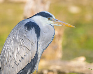 A grey heron standing near a pond