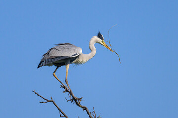 A grey heron standing on a tree, twig in beak