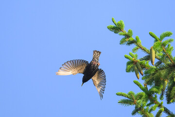 A common starling taking off a tree