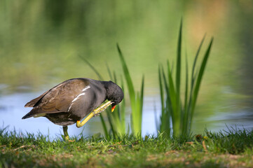 Common moorhen walking on a meadow