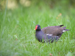 Common moorhen walking on a meadow