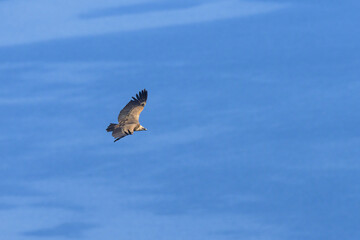 One griffon vulture flying in front of blue sea