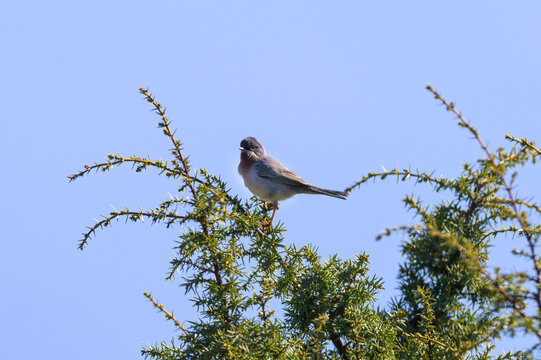 An adult subalpine warbler sitting on a bush