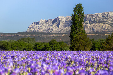 montagne sainte victoire