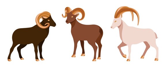 Set of decoration ram or sheep for design postcard and festival invitation. Collection of goats for muslim festival Eid Al Adha. Farm animal with golden horns in different colors. Vector illustration