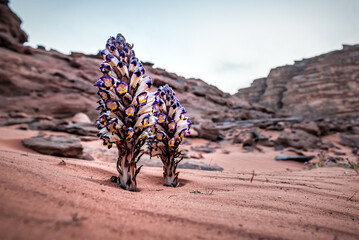 Violet Cistanche (Cistanche salsa) or Violet Broomrape parasitic plant in desert Wadi Rum