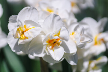 White flowers of beautiful daffodils Erlicheer on a green background