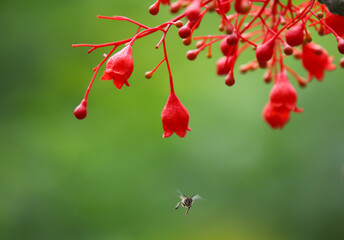 Selective focus at Brachychiton acerifolius red flowers tiny with insect flying in nature background