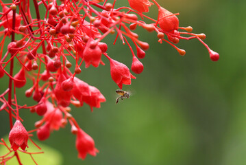 Selective focus at Brachychiton acerifolius red flowers tiny with insect flying in nature background