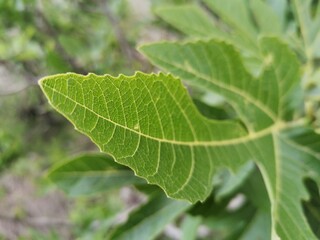 Macro capture of fig leaves 
