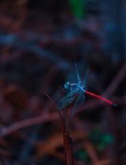 dragonfly on a branch