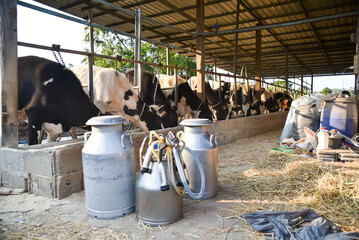 Cow discovers the meaning of being on a cow farm, animal husbandry in farm, row of cows being milked with milking machine, Cattle grazing in a field.
