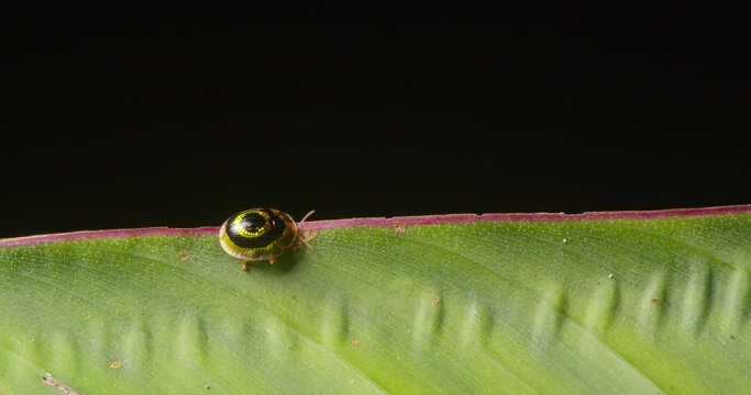A tiny ringed turtle beetle walks along the edge of a green tropical leaf, macro static shot
