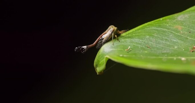 A small treehopper insect walks on the edge of a green leaf at night, macro follow shot