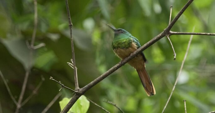 A jacamar bird perched on a branch then flies in a circle and hunts a small insect and lands back onto the branch to eat it, static shot