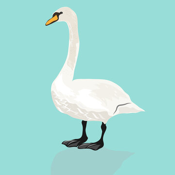 Swans on a turquoise background. Vector graphics