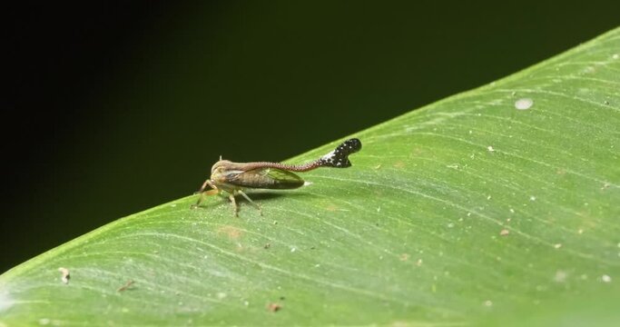 A treehopper insect with a long horn moves around a lot on a green leaf, macro following shot