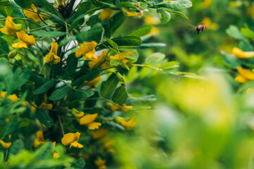 A bee flies to the flowers of Karagan, the Bee collects nectar. No focus, no sharpness. Wallpaper concept, drawing
