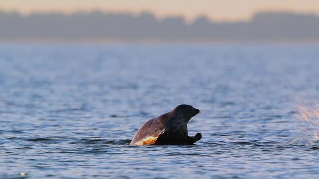 Ringed seal (Pusa hispida) climbs a rock then goes back into the water early in the morning in Baltic Sea, Estonia.