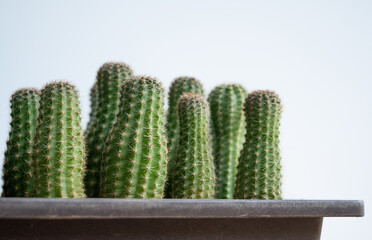 Group of strange Echinopsis calochlora cactus stretching caused of lack of sunlight. Cactus need exposure to lots of sunlight to thrive and blossom.