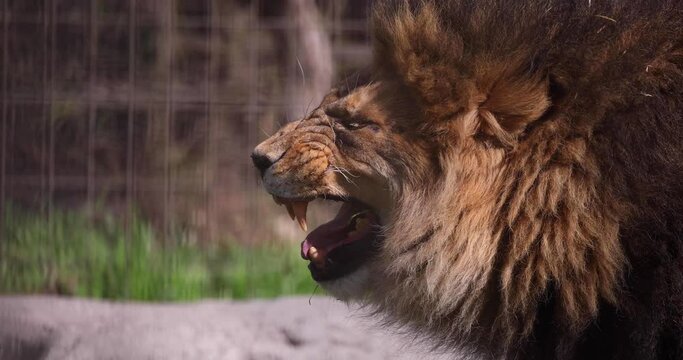 An angry grumpy lion growling during a hot day