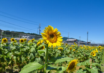 ひまわり　夏　イメージ　8月