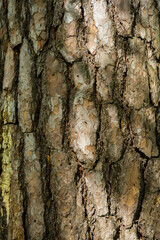 old tree bark at sunrise in summer forest, protect nature, green eco-friendly lifestyle, sunny morning, copy space