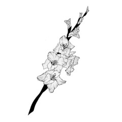 detailed sketch of a gladiolus flower. Hand-drawn. design greeting card and invitation of the wedding, birthday, Valentine's Day, mother's day and other holiday - obrazy, fototapety, plakaty