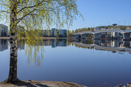 Spring and the first leaves of birch on Lutakko, Jyvaskyla City, Finland. Kuokkala bridge as seen in the background.