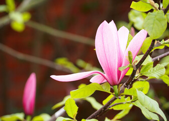 large pink magnolia buds grow on a tree branch on a spring day in the garden. pink. spring flowers